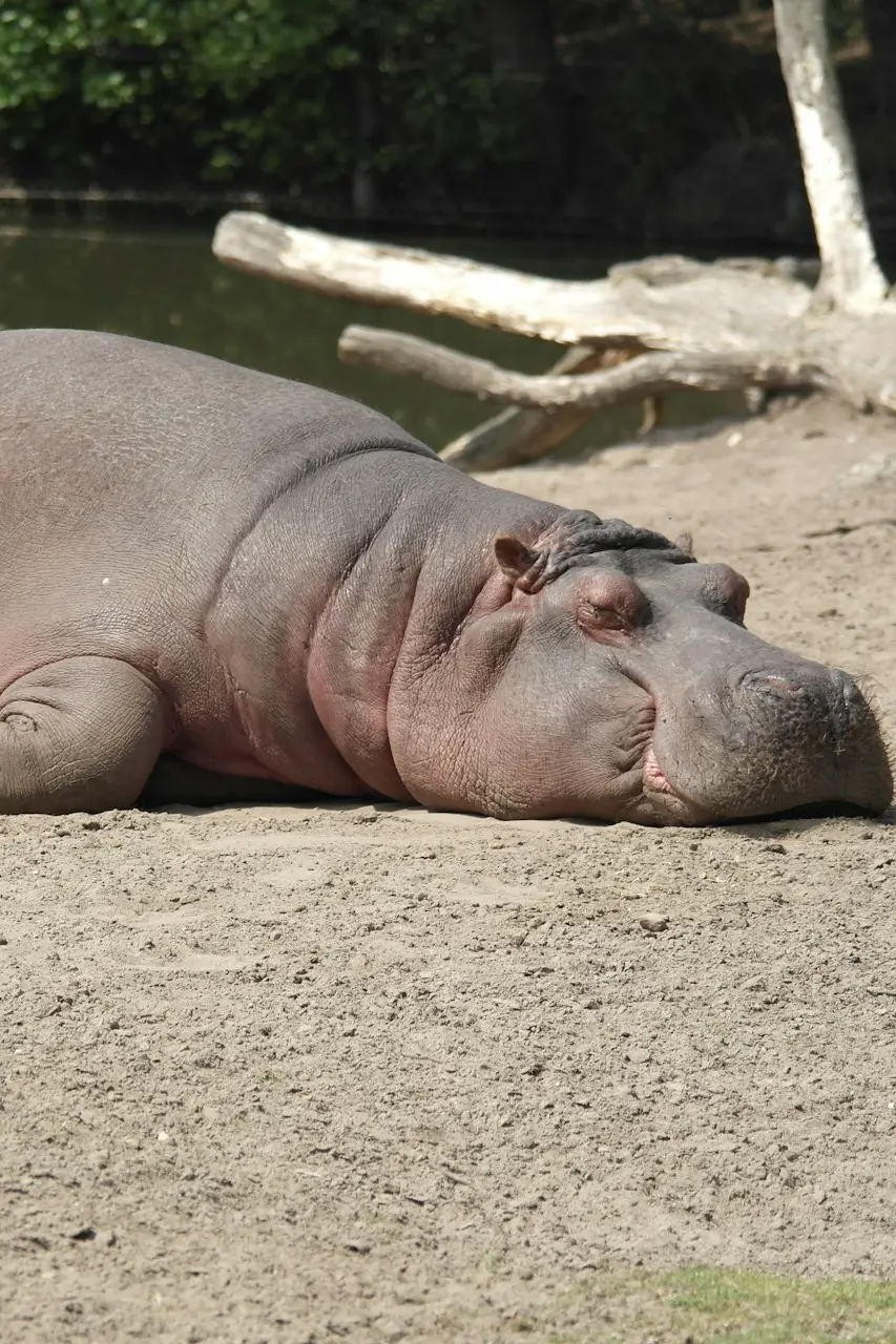 hippopotamus lying on surface near body of water